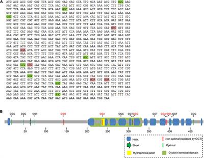 Modification of Transfer RNA Levels Affects Cyclin Aggregation and the Correct Duplication of Yeast Cells